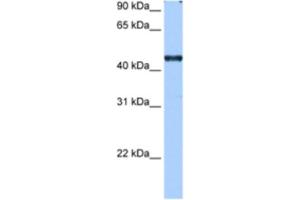 Western Blotting (WB) image for anti-RNA Binding Motif Protein 42 (RBM42) antibody (ABIN2462301) (RBM42 Antikörper)