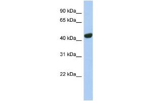 WB Suggested Anti-TGOLN2 Antibody Titration:  0. (TGOLN2 Antikörper  (N-Term))