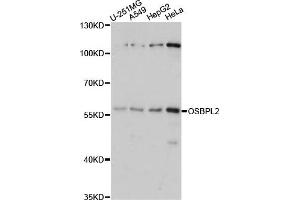 Western blot analysis of extracts of various cell lines, using OSBPL2 antibody. (OSBPL2 Antikörper)
