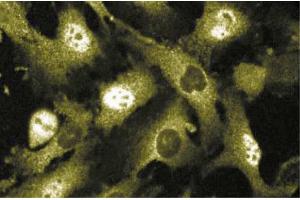 Immunofluorescence staining of human endothelial cells. (MST1 Antikörper  (AA 331-483))