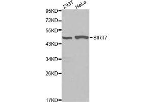 Western blot analysis of extracts of various cell lines, using SIRT7 antibody.