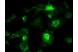 Anti-BRAF mouse monoclonal antibody (ABIN2452447) immunofluorescent staining of COS7 cells transiently transfected by pCMV6-ENTRY BRAF (RC211013). (BRAF Antikörper)