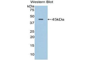 Western Blotting (WB) image for anti-Lysosomal-Associated Membrane Protein 2 (LAMP2) (AA 295-410) antibody (ABIN1859611)