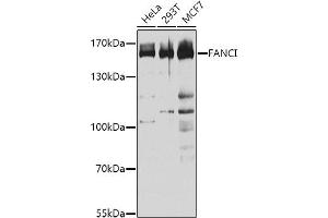 Western blot analysis of extracts of various cell lines, using FANCI antibody (ABIN1679817, ABIN3017801, ABIN3017802 and ABIN6220261) at 1:1000 dilution. (FANCI Antikörper  (AA 1061-1328))