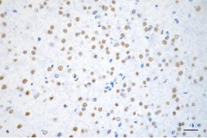 Immunohistochemistry was performed on paraffin-embedded mouse brain using BRMS1 antibody (ABIN7797793), 1:200). (Rekombinanter BRMS1 Antikörper)