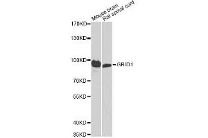 Western blot analysis of extracts of various cell lines, using GRID1 antibody. (GRID1 Antikörper)