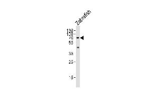 Western blot analysis of lysate from Zebrafish tissue lysate, using (DANRE) lcp1 Antibody (N-term) (ABIN6242888 and ABIN6577487). (LCP1 Antikörper  (N-Term))