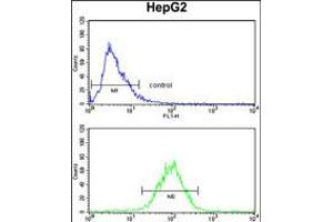 Flow cytometry analysis of HepG2 cells (bottom histogram) compared to a negative control cell (top histogram). (SPCS3 Antikörper  (C-Term))