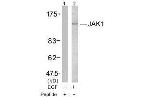 Image no. 2 for anti-Janus Kinase 1 (JAK1) (Tyr1022) antibody (ABIN197300) (JAK1 Antikörper  (Tyr1022))