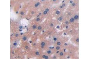 IHC-P analysis of Mouse Tissue, with DAB staining. (CRP Antikörper  (AA 20-225))