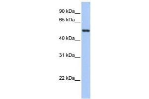 Western Blotting (WB) image for anti-Glutathione Reductase (GSR) antibody (ABIN2459735) (Glutathione Reductase Antikörper)