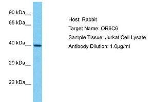 Host: Rabbit Target Name: OR6C6 Sample Type: Jurkat Whole Cell lysates Antibody Dilution: 1. (OR6C6 Antikörper  (C-Term))