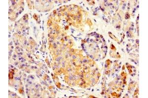 IHC image of ABIN7167554 diluted at 1:500 and staining in paraffin-embedded human pancreatic tissue performed on a Leica BondTM system. (REG3A Antikörper  (AA 27-175))