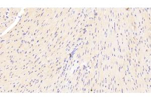 Detection of LAMa2 in Mouse Heart Tissue using Polyclonal Antibody to Laminin Alpha 2 (LAMa2) (Laminin Antikörper  (AA 2901-3106))