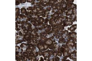 Immunohistochemical staining of human pancreas with UGCGL1 polyclonal antibody  shows strong cytoplasmic positivity in exocrine glandular cells. (UGGT1 Antikörper)