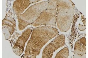 ABIN6272863 at 1/100 staining Mouse muscle tissue by IHC-P.