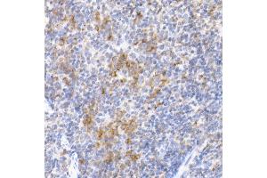 Immunohistochemistry of paraffin-embedded mouse spleen using MDH2 Rabbit mAb (ABIN7268381) at dilution of 1:25 (40x lens). (MDH2 Antikörper)