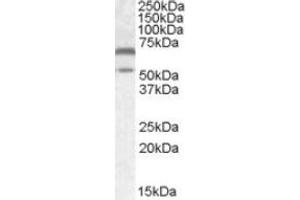 Image no. 1 for anti-Calcium/calmodulin-Dependent Protein Kinase II alpha (CAMK2A) (Internal Region) antibody (ABIN452427) (CAMK2A Antikörper  (Internal Region))