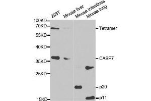Western blot analysis of extracts of various cell lines, using CASP7 antibody. (Caspase 7 Antikörper  (AA 24-303))