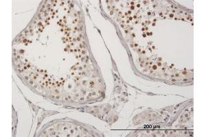 Immunoperoxidase of purified MaxPab antibody to C20orf20 on formalin-fixed paraffin-embedded human testis.