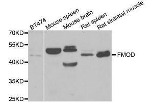 Western blot analysis of extracts of various cell lines, using FMOD antibody. (Fibromodulin Antikörper  (AA 19-376))