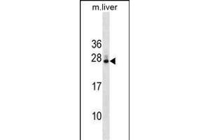 DNAJB9 Antibody (N-term) (ABIN1539349 and ABIN2849425) western blot analysis in mouse liver tissue lysates (35 μg/lane). (DNAJB9 Antikörper  (N-Term))