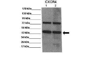 WB Suggested Anti-CXCR4 Antibody    Positive Control:  Lane 1: 20ug mouse brain extract Lane 2: 20ug mouse brain extract  Primary Antibody Dilution :   1:500  Secondary Antibody :  Anti rabbit-HRP   Secondry Antibody Dilution :   1:5,000  Submitted by:  Scott Wilson, University of Alabama at Birmingham (CXCR4 Antikörper  (N-Term))