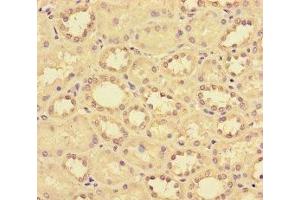 Immunohistochemistry of paraffin-embedded human kidney tissue using ABIN7145954 at dilution of 1:100 (CCL14 Antikörper  (AA 20-93))