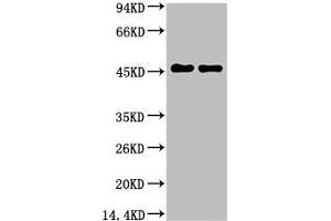 Western blot analysis of Rat Brain Tissue, diluted at 1:5000. (GFAP Antikörper)