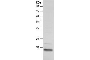 Western Blotting (WB) image for Defensin beta 3 (DEFB3) (AA 23-67) protein (His tag) (ABIN7122614) (Defensin beta 3 Protein (DEFB3) (AA 23-67) (His tag))