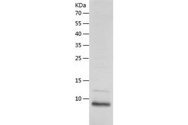 Defensin beta 3 Protein (DEFB3) (AA 23-67) (His tag)