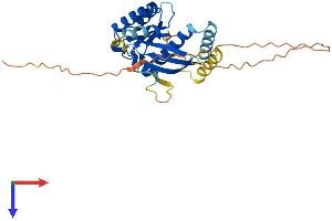 GEM Protein (AA 1-295) (His tag)