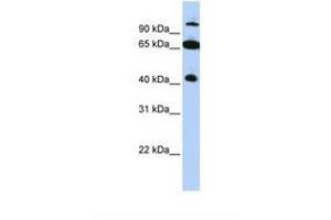 Image no. 1 for anti-Tripartite Motif Containing 9 (TRIM9) (AA 540-589) antibody (ABIN6737746) (TRIM9 Antikörper  (AA 540-589))