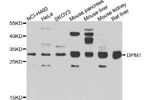 Western blot analysis of extracts of various cell lines, using DPM1 antibody (ABIN5975633) at 1/1000 dilution. (DPM1 Antikörper)