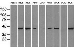 Western blot analysis of extracts (35 µg) from 9 different cell lines by using anti-PPP1R7 monoclonal antibody. (PPP1R7 Antikörper)