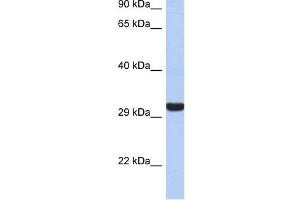 Granzyme K antibody used at 1 ug/ml to detect target protein. (GZMK Antikörper)