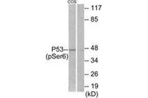 Western blot analysis of extracts from COS7 cells treated with H2O2 100uM 30', using p53 (Phospho-Ser6) Antibody. (p53 Antikörper  (pSer6))