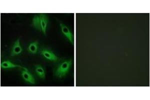 Immunofluorescence (IF) image for anti-Cadherin 9 (CDH9) (AA 201-250) antibody (ABIN2889889) (Cadherin 9 Antikörper  (AA 201-250))