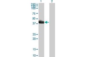 Western Blot analysis of HLF expression in transfected 293T cell line by HLF monoclonal antibody (M01), clone 1F12-1C4. (HLF Antikörper  (AA 1-295))