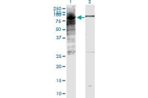 Western Blot analysis of POLR3E expression in transfected 293T cell line by POLR3E monoclonal antibody (M03), clone 4F4. (POLR3E Antikörper  (AA 1-666))