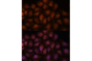 Immunofluorescence analysis of HeLa cells using IPO8 antibody (ABIN7267859) at dilution of 1:100. (Importin 8 Antikörper  (AA 878-1037))