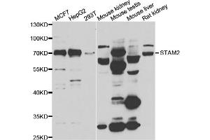 Western blot analysis of extracts of various cell lines, using STAM2 antibody (ABIN5974246) at 1/1000 dilution. (STAM2 Antikörper)