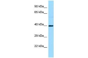 WB Suggested Anti-S1PR3 Antibody Titration: 1.