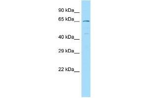 WB Suggested Anti-NCF2 Antibody Titration: 1. (NCF2 Antikörper  (C-Term))