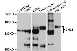 Western blot analysis of extracts of various cell lines, using CHL1 antibody (ABIN5996370) at 1/1000 dilution.