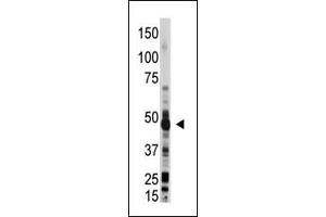 The anti-OAS1 Pab (ABIN390164 and ABIN2840661) is used in Western blot to detect OAS1 in mouse liver lysate. (OAS1 Antikörper  (C-Term))