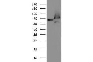 Western Blotting (WB) image for anti-Acyl-CoA Binding Domain Containing 3 (Acbd3) antibody (ABIN1498418) (ACBD3 Antikörper)