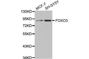 Western blot analysis of extracts of various cell lines, using FOXO3 antibody. (FOXO3 Antikörper)