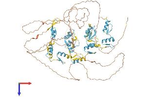 ZFX Protein (AA 1-805) (His tag)