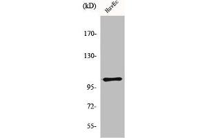 Western Blot analysis of HuvEc cells using mGluR-7 Polyclonal Antibody